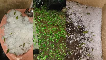 Orai Calamity Rains Down from Sky Rain and Hail Wipe Away Farmers Smiles Up to 50% of Crops Destroyed