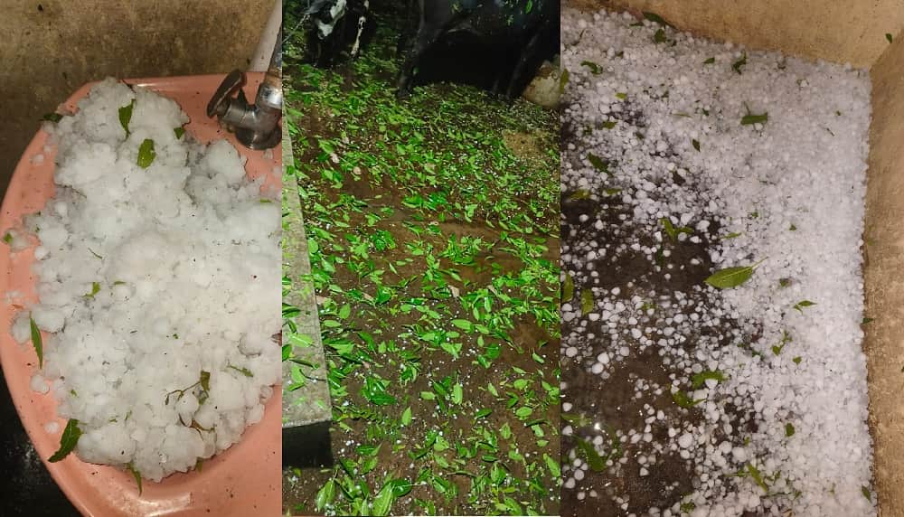 ओलावृष्टि से आधी फसल बर्बाद