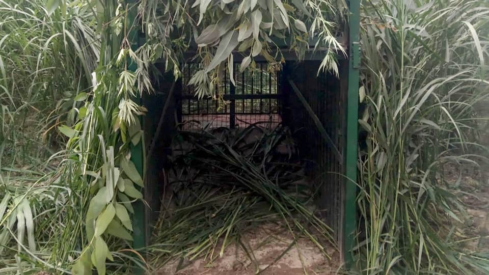 Leopard terror in Moradabad: Villagers in over 40 villages live in fear, cubs are frequently seen area