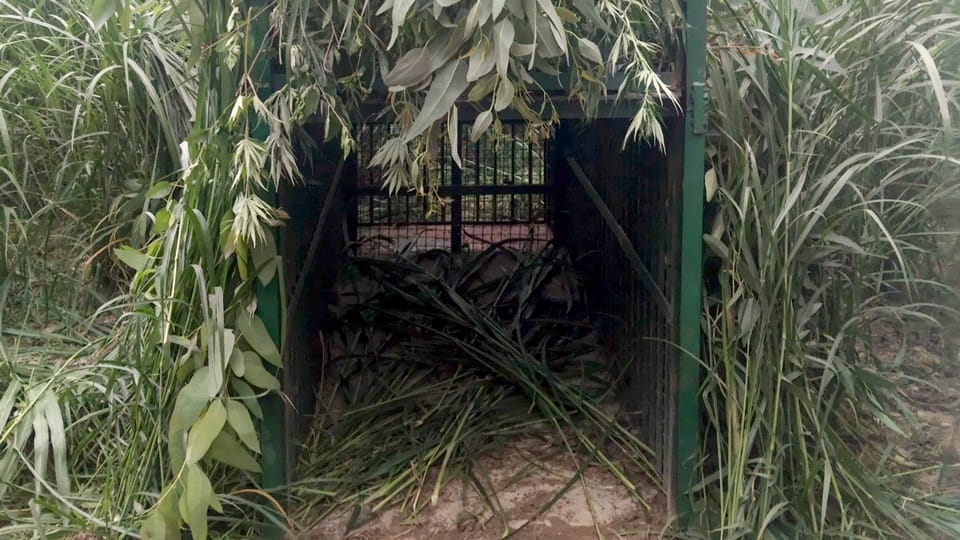 Leopard terror in Moradabad: Villagers in over 40 villages live in fear, cubs are frequently seen area