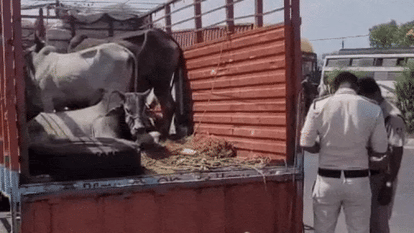 Indore News Police seize vehicle smuggling cattle case under Animal Cruelty Act