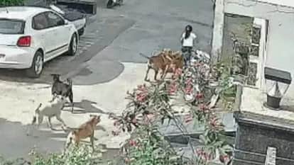 Nine year old girl mauled by eight dogs in Fazilka see video