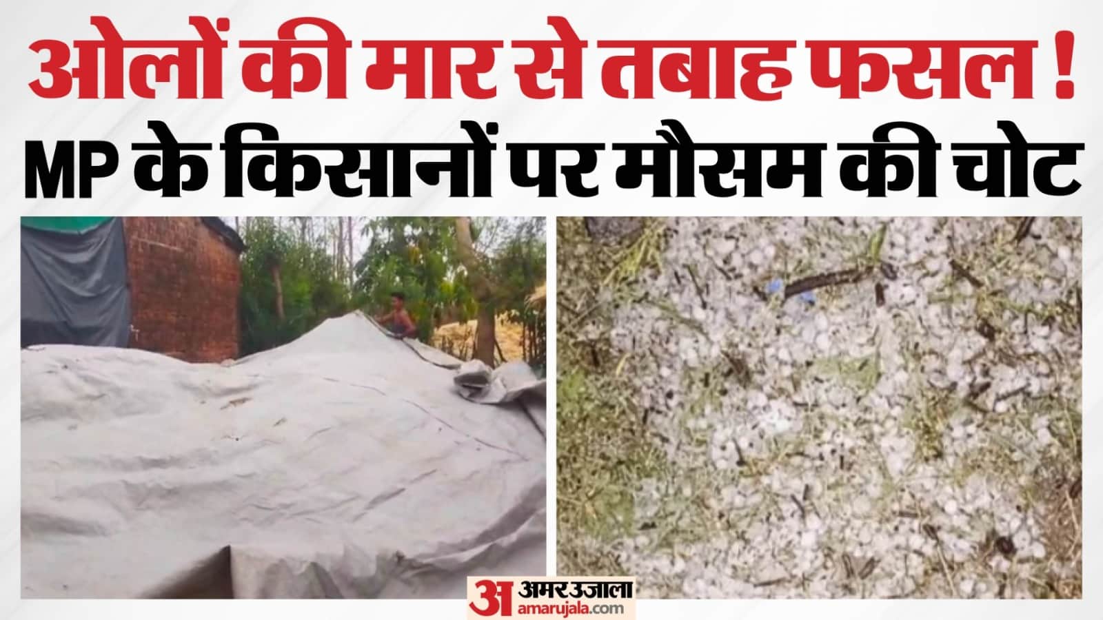 बारिश से फसल को सुरक्षित करते हुए किसान।