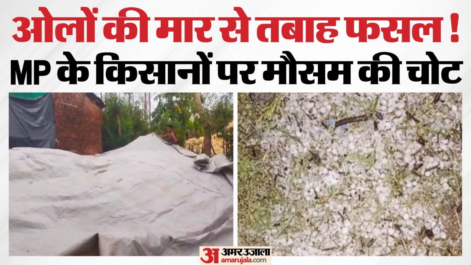बारिश से फसल को सुरक्षित करते हुए किसान।