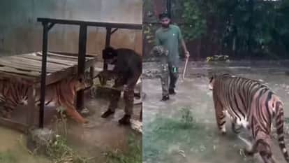 Man Holding Tiger Cubs Mother Follows Calmly Wildlife Viral Video