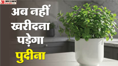 Mint Plant Care How To Grow Pudina At Home Pudina Kaise Ugaye