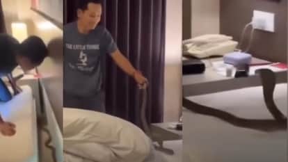 Thailand Cobra enters hotel room couple safety scare video goes viral