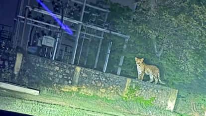 Leopard scare deepens in Panera village; wild animal spotted again near grid station, video captured by locals