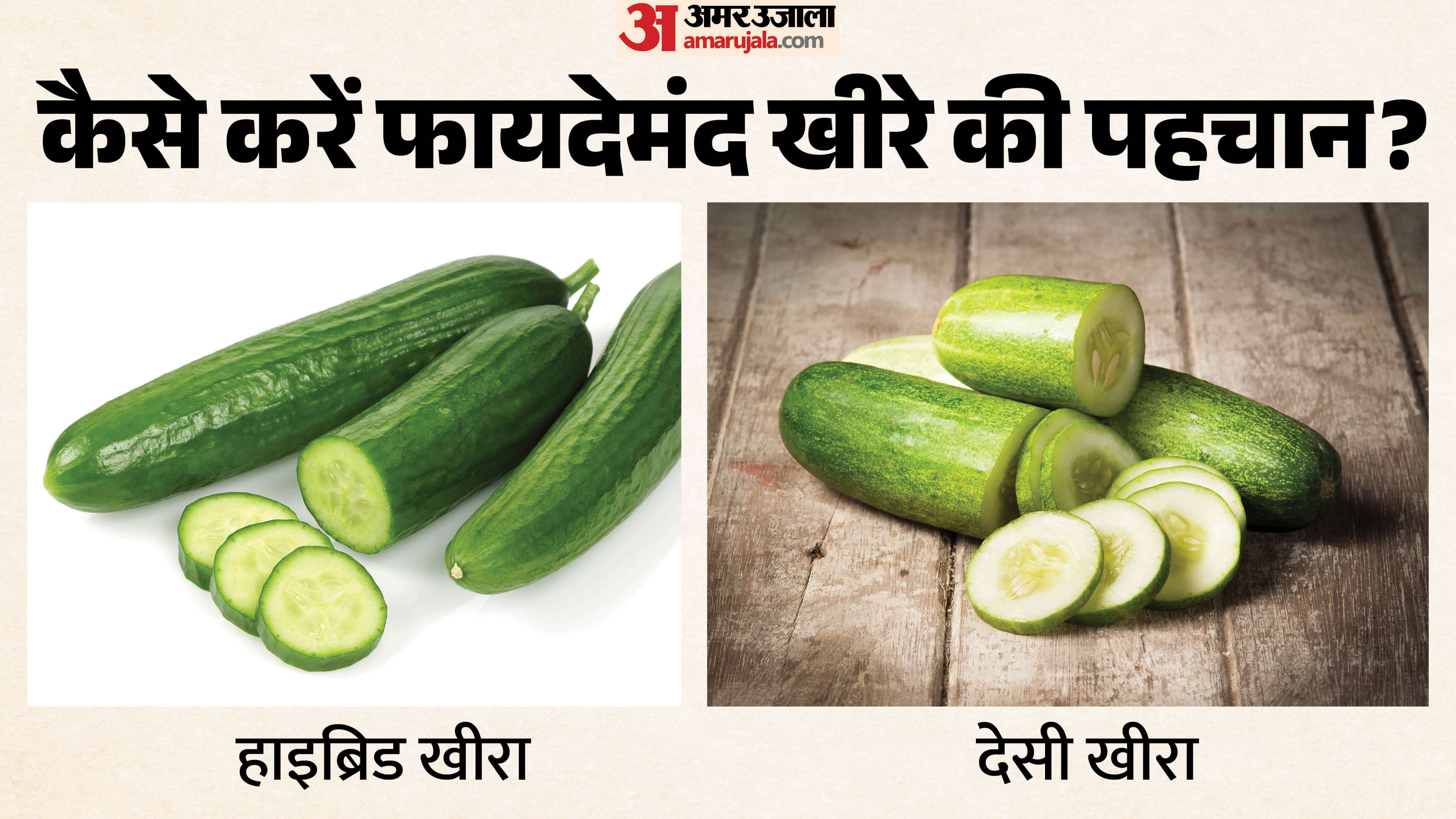 what is the difference between Organic or hybrid cucumber in hindi