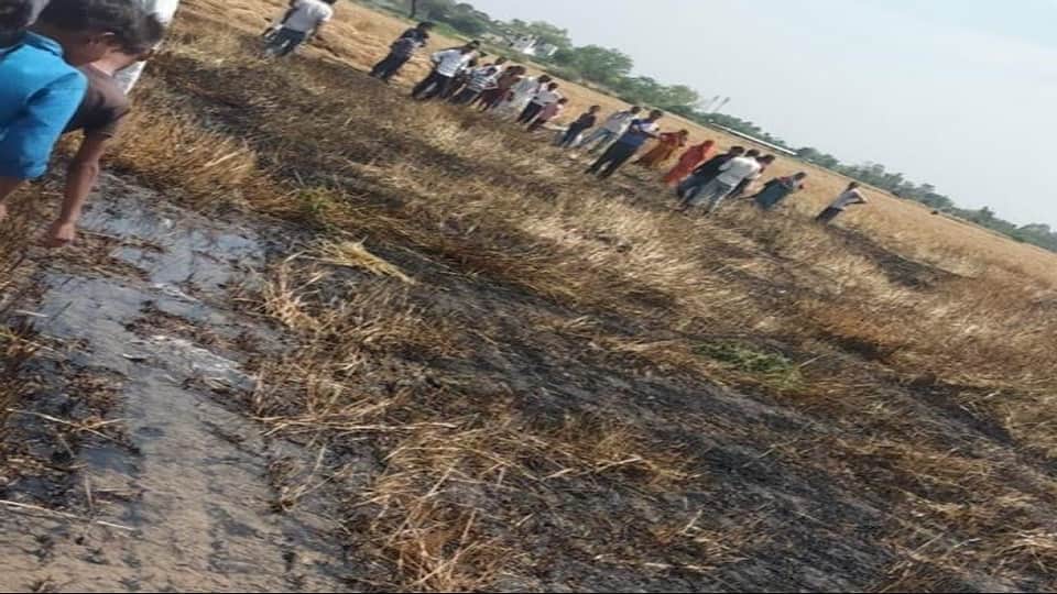 गांव महाराजपुर में बिजली की तार टूटने से राख हुई फसल