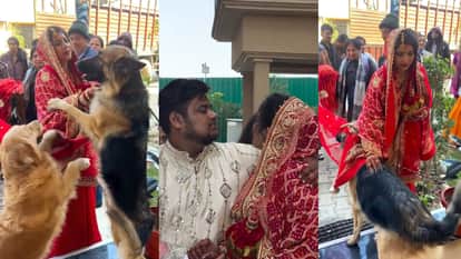 Bride farewell her dogs started crying heart touching video goes viral on social media
