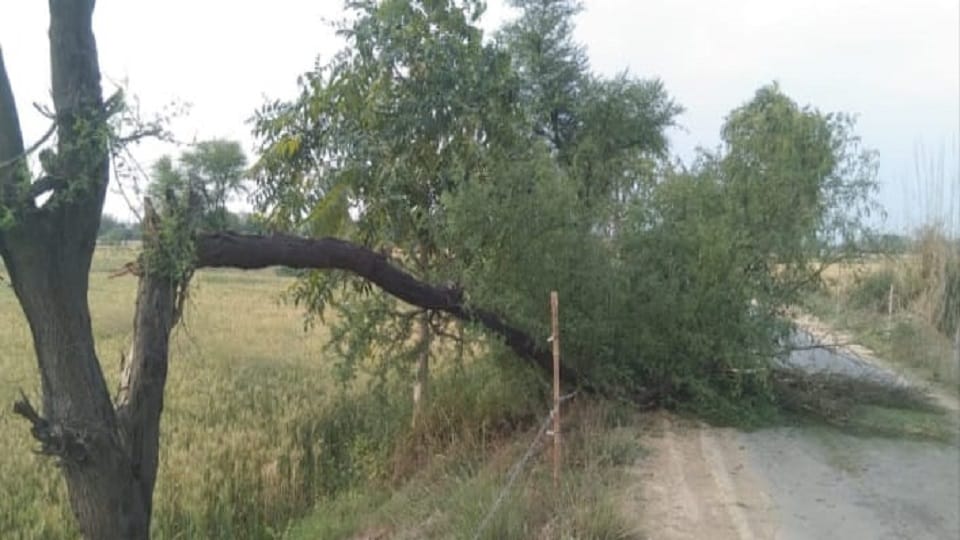 Crops Destroyed by Storms and Rain Power Out in 350 Villages in UP