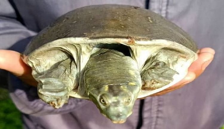 Exclusive News: बागेश्वर के भनारतोली में 900 मीटर ऊंचाई पर दिखा, दुर्लभ सॉफ्टशेल कछुआ