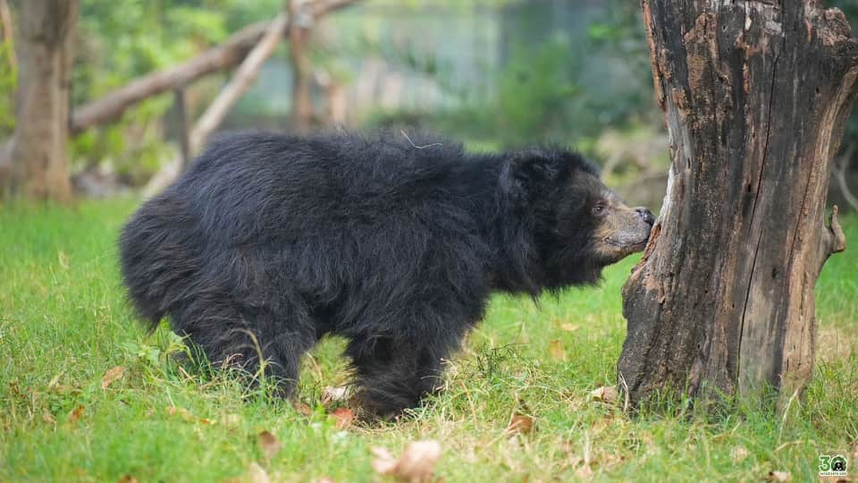 Uttarakhand News Ten transit centers will be built in the state for wildlife
