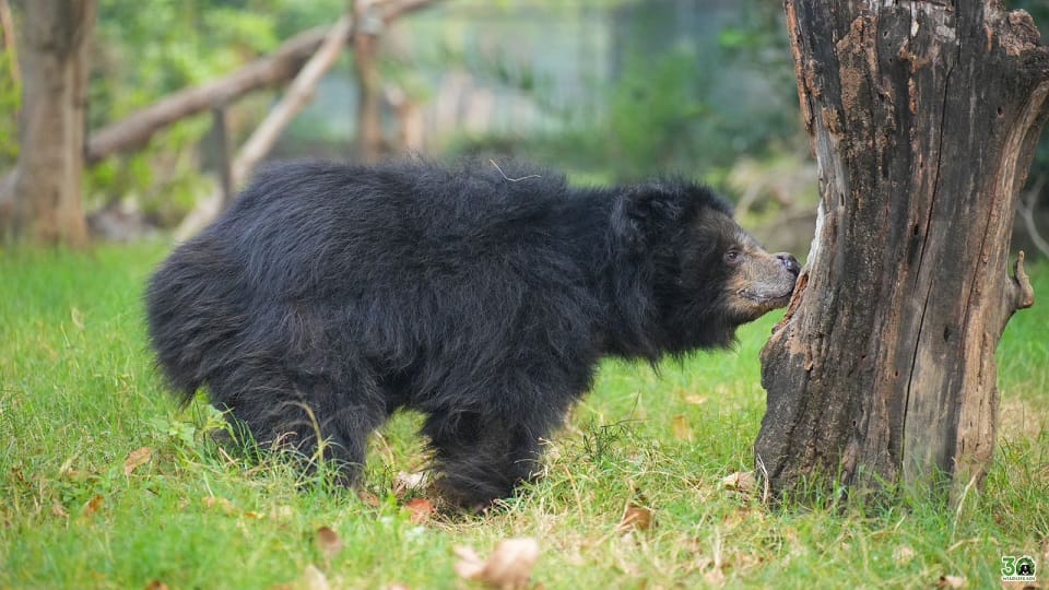 Uttarakhand News Ten transit centers will be built in the state for wildlife