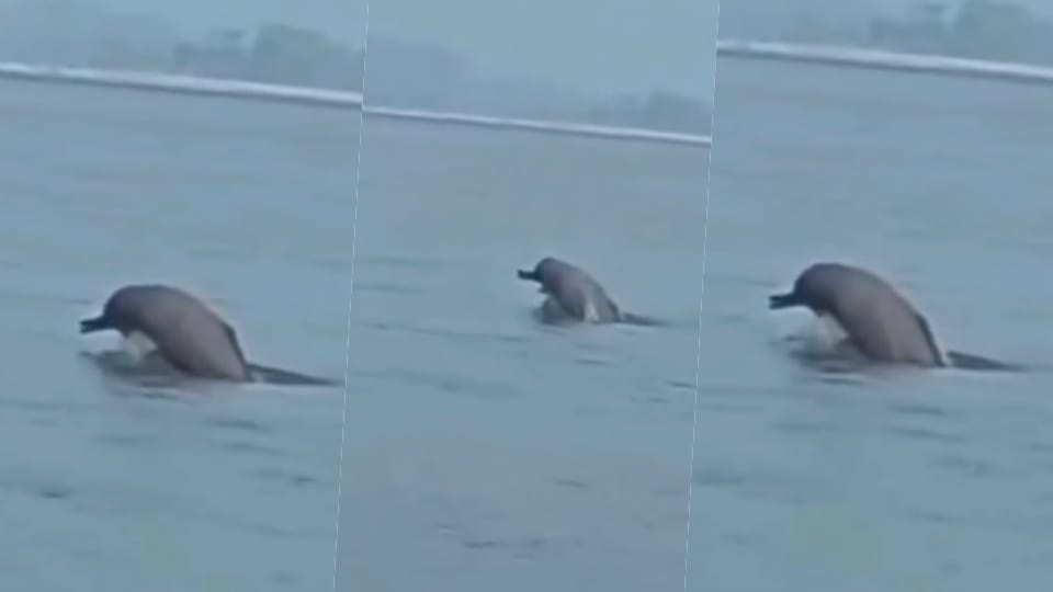 Dolphin Sighted in the Ganga at Brijghat, Hapur