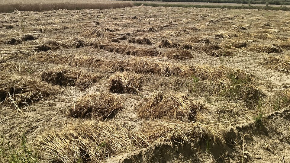Crops destroyed by storm, rain and hailstorm