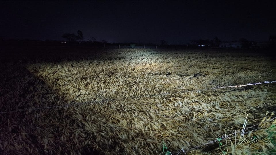 Storm and Hailstorm Destroy Wheat Crops Farmers in Crisis