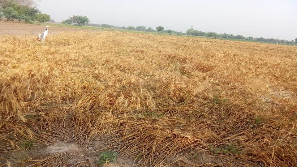 Crops Destroyed by Storms and Rain Power Out in 350 Villages in UP