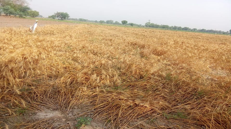 Crops Destroyed by Storms and Rain Power Out in 350 Villages in UP