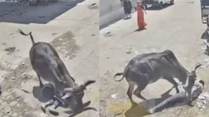 गाय ने स्कूटी सवार पर किया भयानक हमला