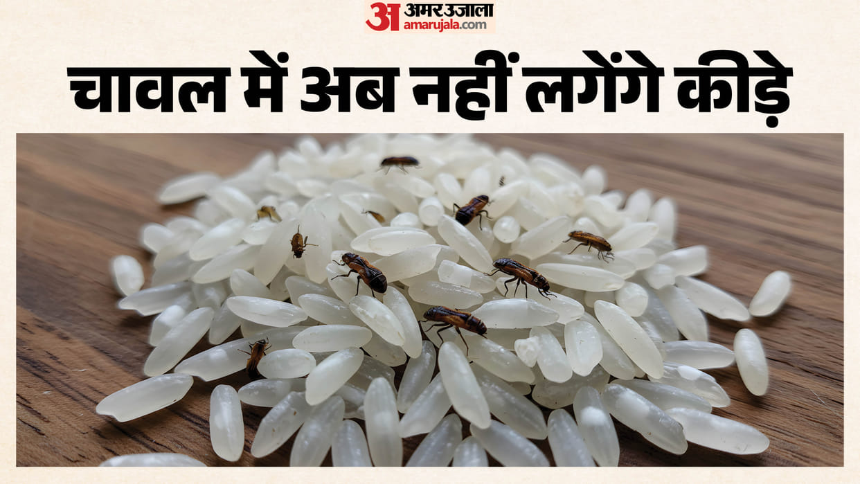 Kitchen Hacks Rice Storage Tips in hindi Chawal Mein Keede Kaise Roken