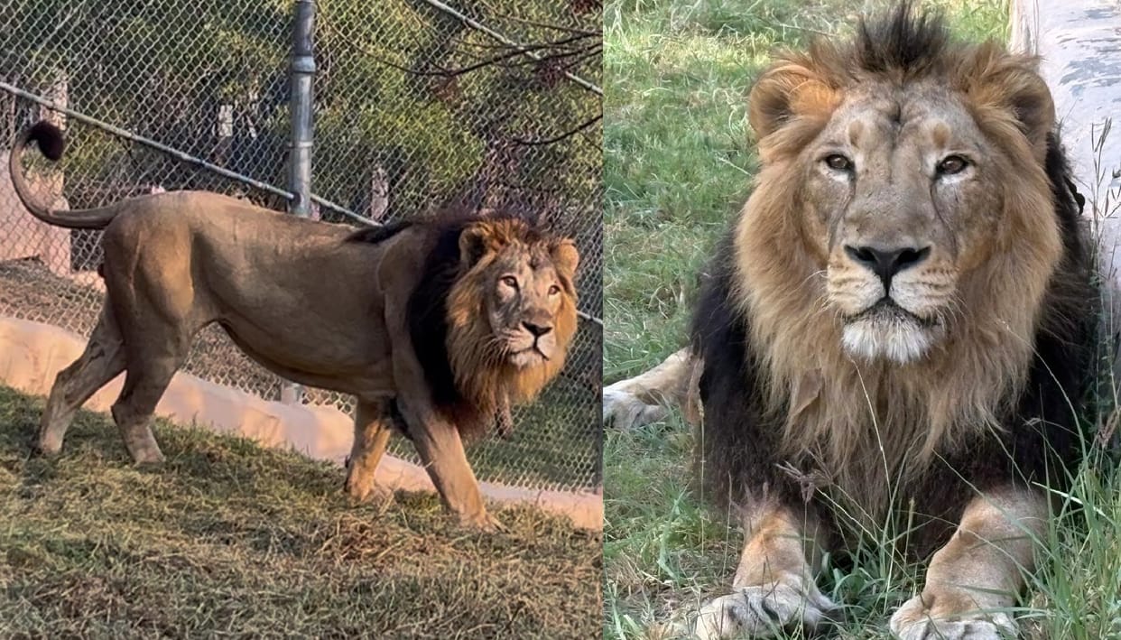 Etawah the pair of Simba and Sultan will be formed with lioness Sudha while the lion Vishwa heads to Haryana