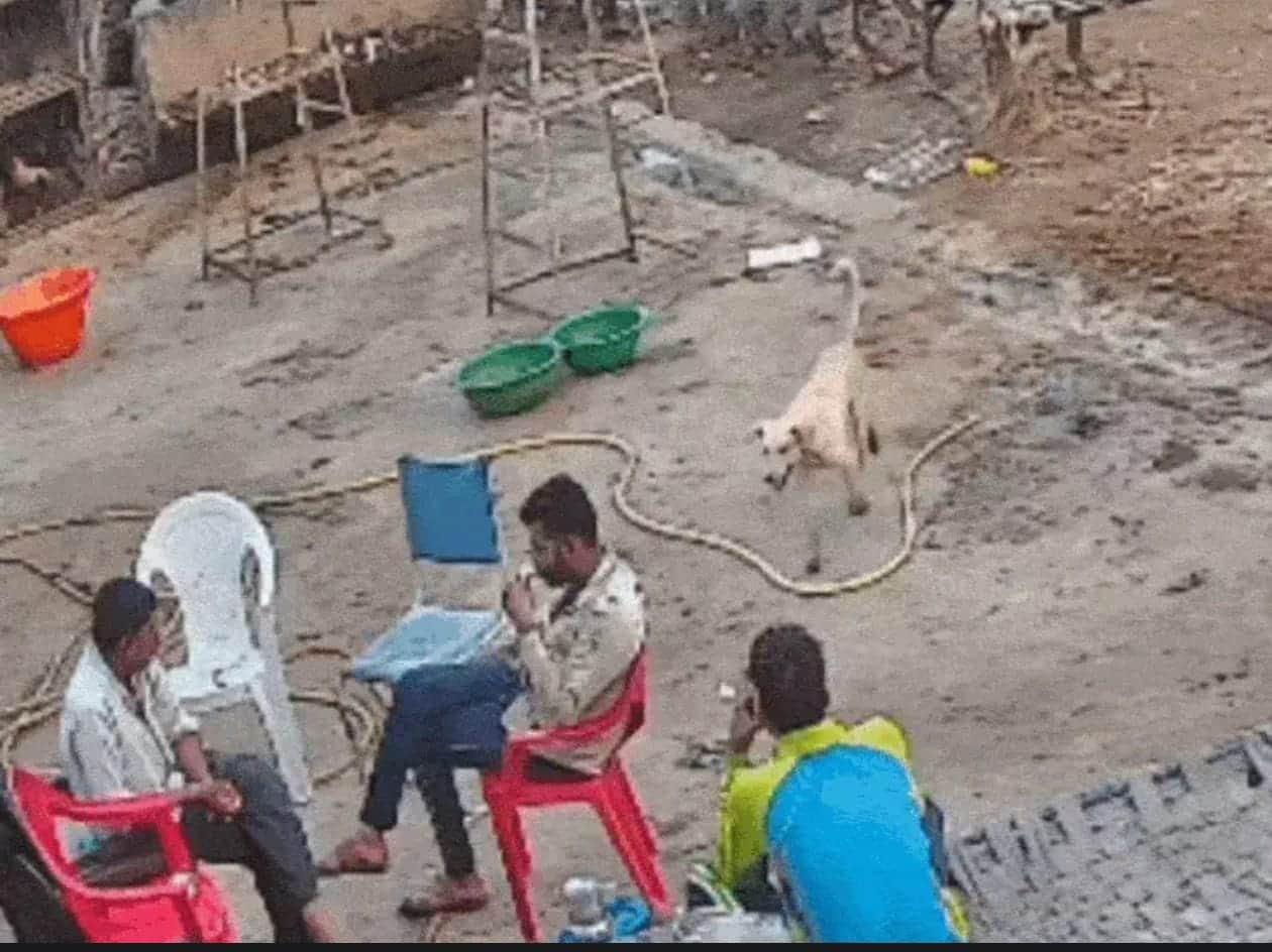 कुत्ते ने किया युवकों पर हमला।