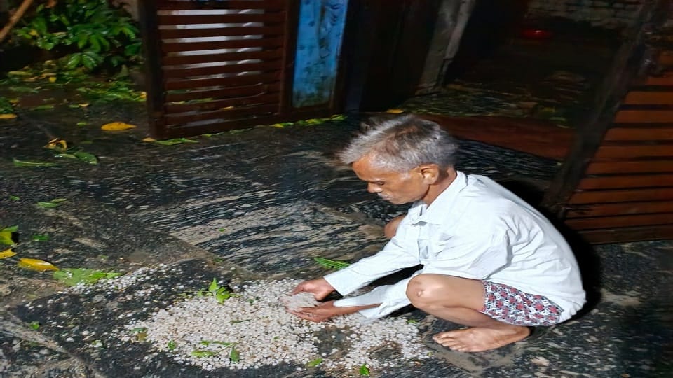 Storm and Hailstorm Destroy Wheat Crops Farmers in Crisis