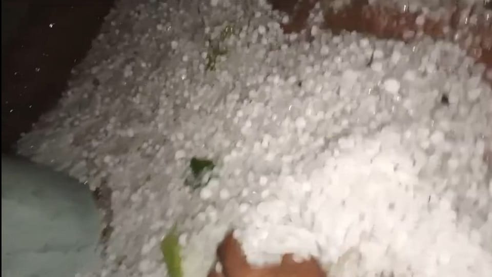 Storm and Hailstorm Destroy Wheat Crops Farmers in Crisis