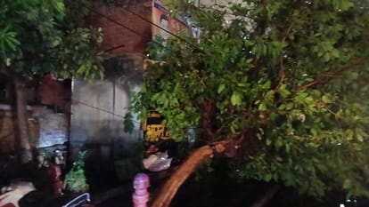 Storm and Hailstorm Destroy Wheat Crops Farmers in Crisis