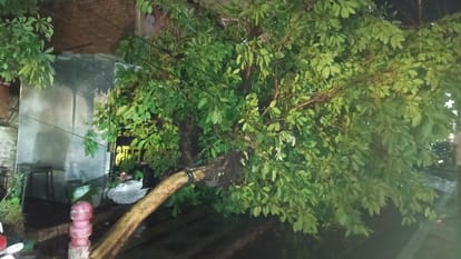 Storm and Hailstorm Destroy Wheat Crops Farmers in Crisis