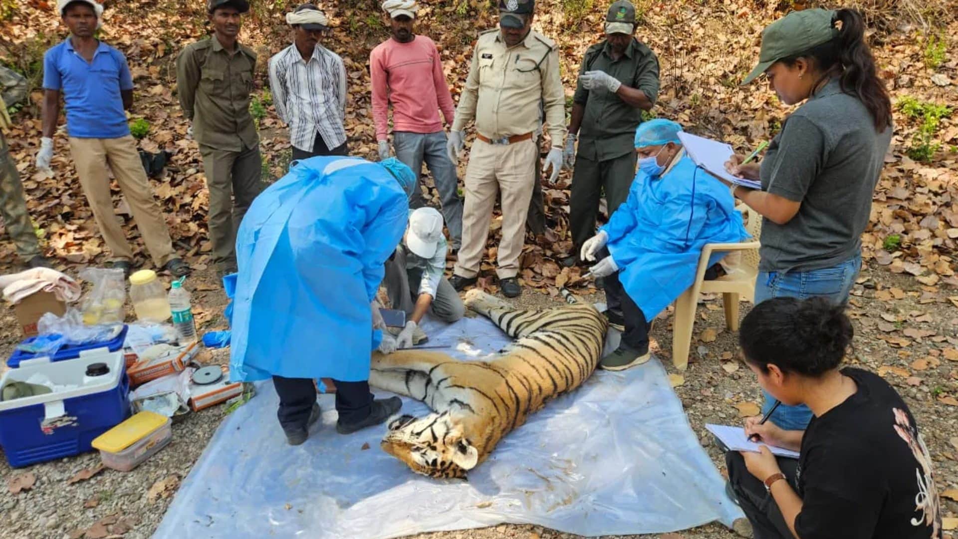 बाघिन का शव परिक्षण करते विशेषज्ञ