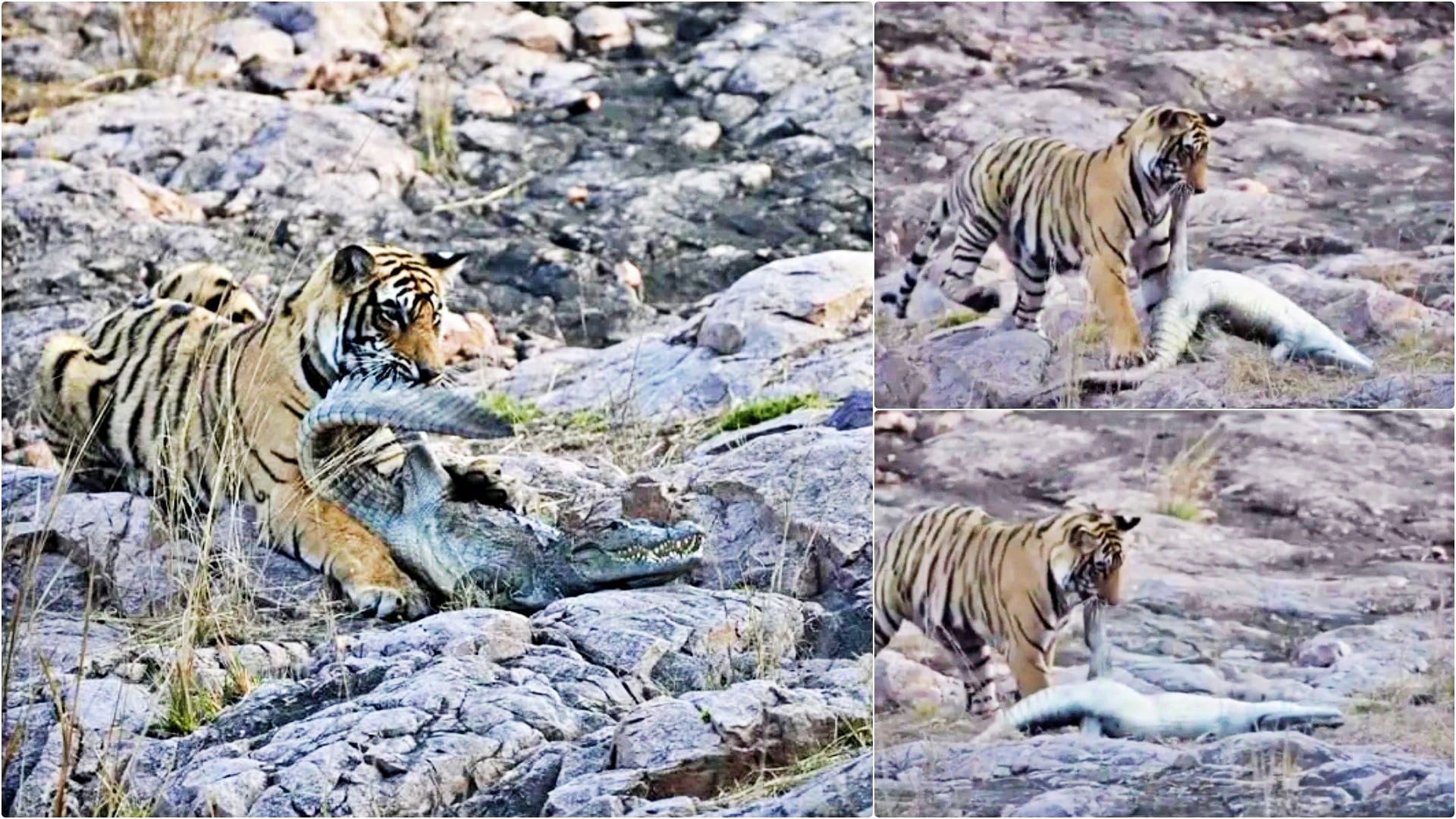 बाघिन शक्ति ने किया मगरमच्छ का शिकार