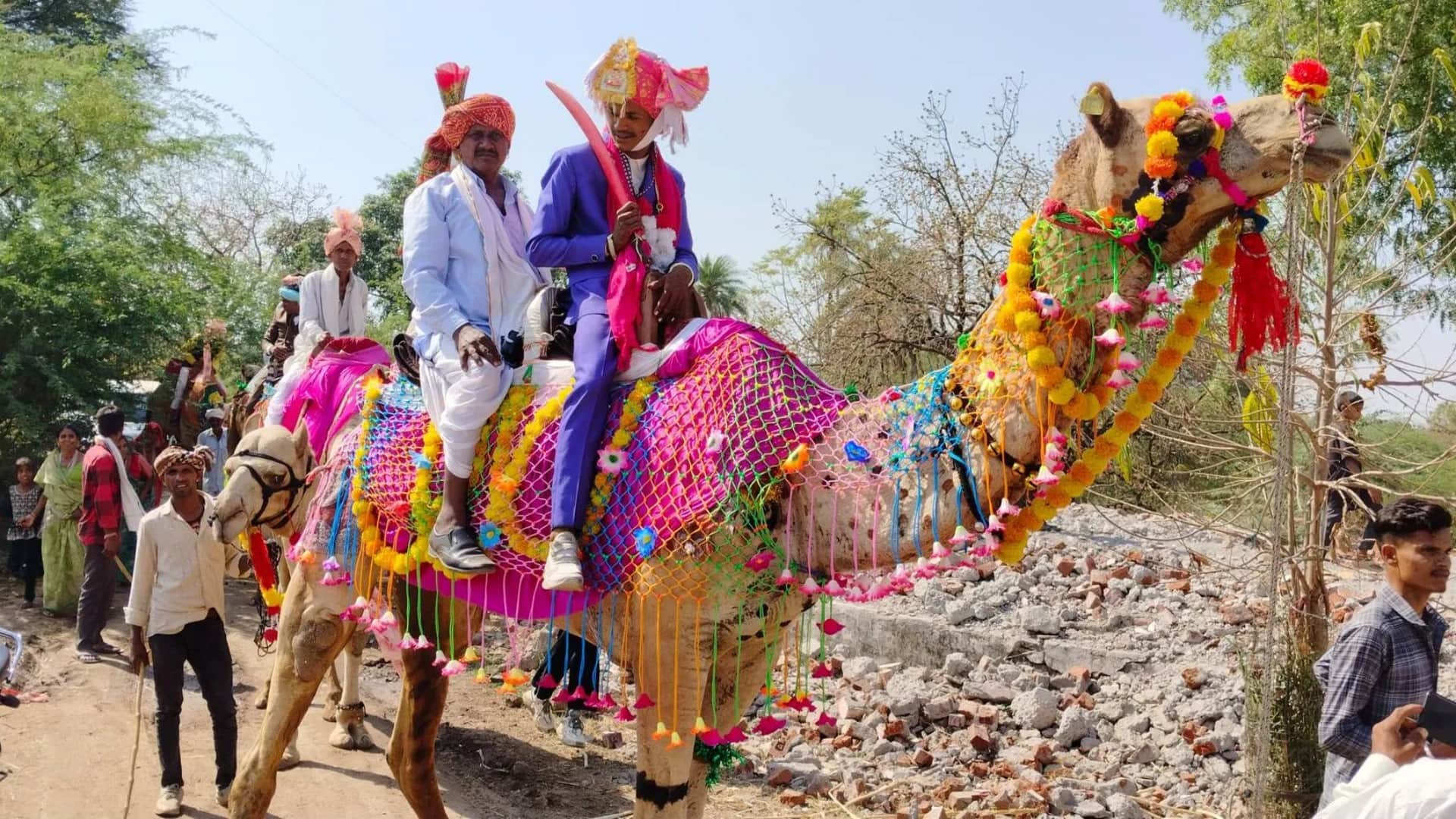 Groom and Wedding Procession Guests Rode on Adorned Camels; Photos of Unique Wedding in Banswara