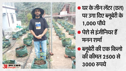 Himachal News: Engineer by Profession, Gardener by Passion Sets Up a Blueberry Garden on the Rooftop