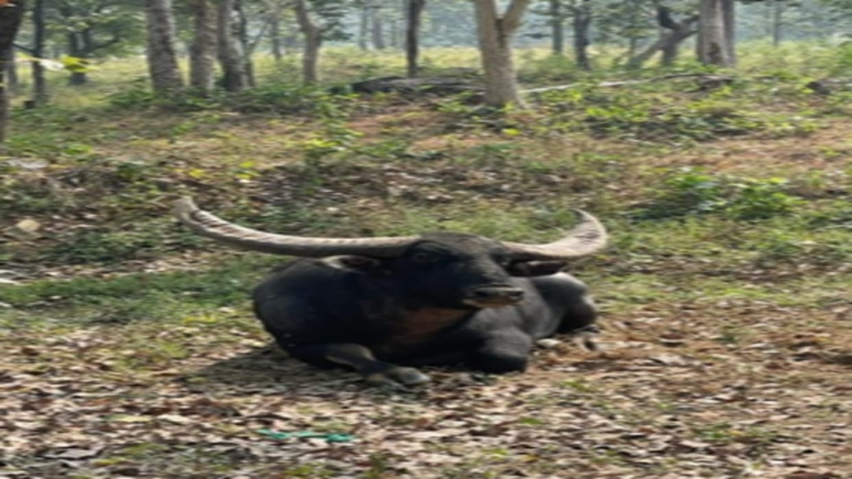Questions raised over releasing blind wild buffalo 'Chhotu' into the wild after 20 years in Chhattisgarh