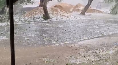 Kanpur Wheat Crop Devastated by Storms and Rain Fallen Trees Cause Traffic Jams in Several Areas