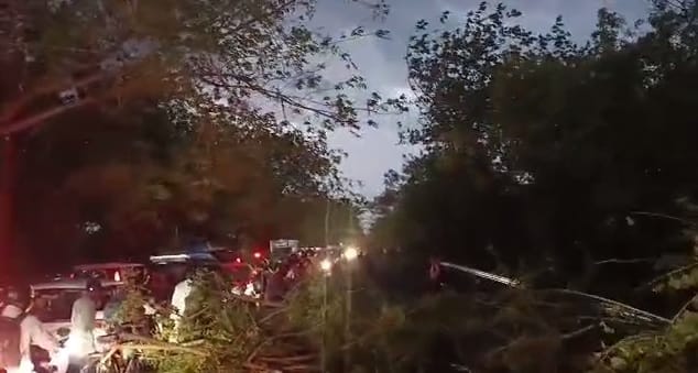 Kanpur Wheat Crop Devastated by Storms and Rain Fallen Trees Cause Traffic Jams in Several Areas