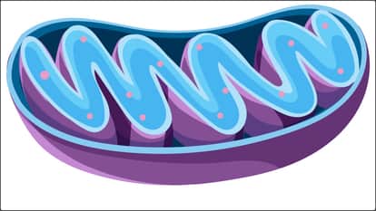 Mitochondria: The secret of long life hidden in cells, which has surprised and excited the scholars.