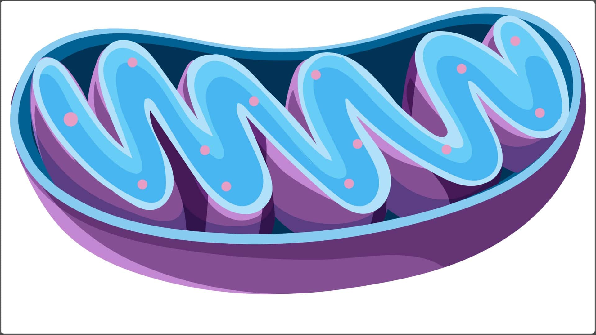 माइटोकॉन्ड्रिया - कोशिकाओं में छिपा लंबी जिंदगी का रहस्य