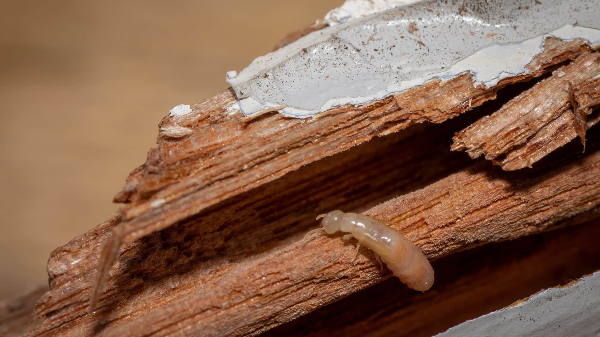 Furniture Care 4 Simple Hacks to Protect Your Wooden Furniture from Termites and Make It Last Longer