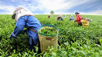 Assam Vidhan Sabha Election 2026: Who will the tea garden workers support in the Assam elections