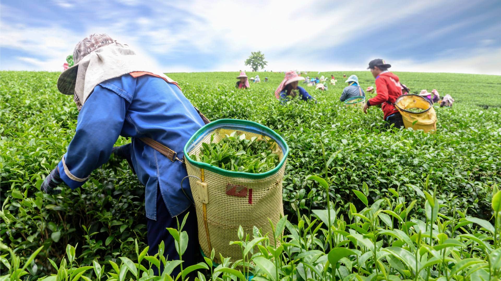 असम के चाय बागान मजदूर। (प्रतीकात्मक तस्वीर)