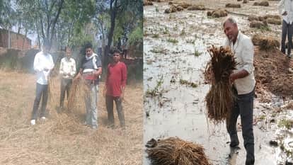 Rain and Hail Devastate Crops: Fields Flooded Grains Damaged in Markets