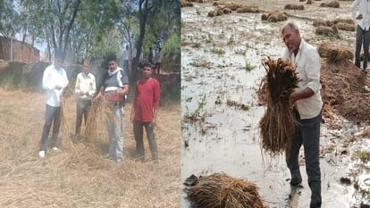 बारिश-ओलों ने तबाह की खेती: खेत जलमग्न, मंडियों में भी भीगा अनाज; मौसम  विभाग के अलर्ट से फिर चिंता में किसान