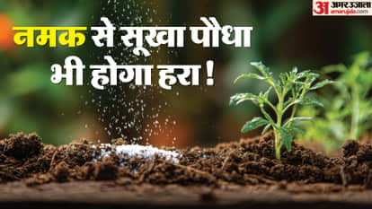 खास नमक डालने से पौधे खिल उठेंगे