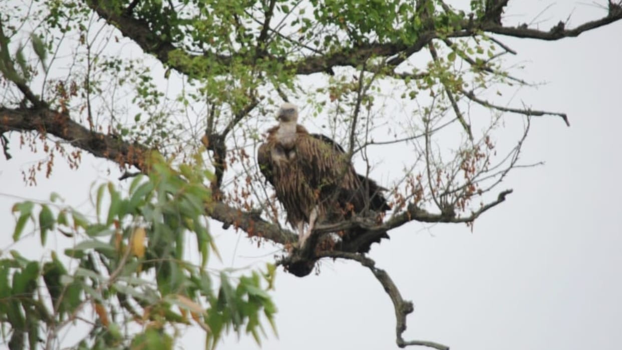 Himalayan Vulture Spotted in Pilibhit Tiger Reserve