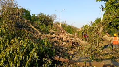 Kanpur civic teams clear fallen trees after storm, power and water issues persist