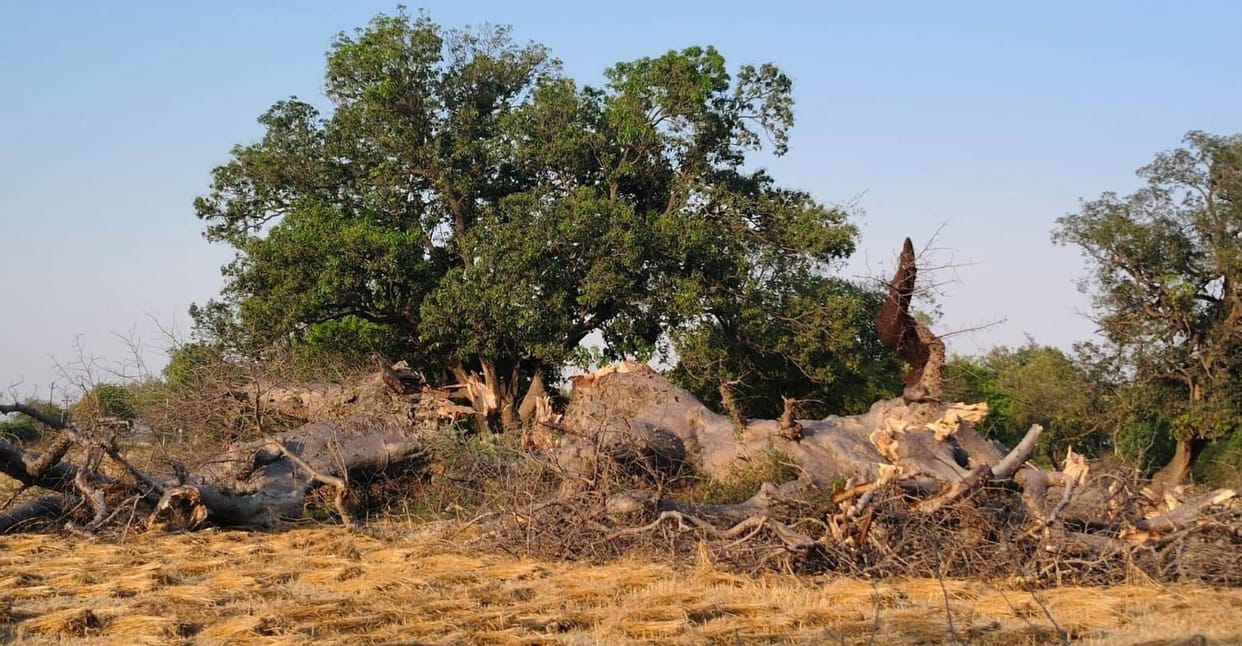 Five-Thousand-Year-Old Parijat Tree Falls in Storm